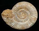 Perisphinctes Ammonite - Jurassic #5233-2